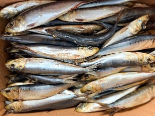 Сыр Чечил паутинка (васаби)  500 гр.: Сельдь Иваси х\к